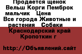 Продается щенок Вельш Корги Пемброк мальчик › Цена ­ 65 000 - Все города Животные и растения » Собаки   . Краснодарский край,Кропоткин г.